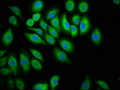 FAP-1 / PTPN13 Antibody - Immunofluorescence staining of A549 cells at a dilution of 1:100, counter-stained with DAPI. The cells were fixed in 4% formaldehyde, permeabilized using 0.2% Triton X-100 and blocked in 10% normal Goat Serum. The cells were then incubated with the antibody overnight at 4 °C.The secondary antibody was Alexa Fluor 488-congugated AffiniPure Goat Anti-Rabbit IgG (H+L) .