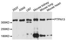 FAP-1 / PTPN13 Antibody - Western blot analysis of extracts of various cell lines, using PTPN13 antibody at 1:3000 dilution. The secondary antibody used was an HRP Goat Anti-Rabbit IgG (H+L) at 1:10000 dilution. Lysates were loaded 25ug per lane and 3% nonfat dry milk in TBST was used for blocking. An ECL Kit was used for detection and the exposure time was 90s.