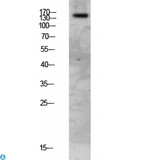 FAP-1 / PTPN13 Antibody - Western blot analysis of mouse-lung lysate, antibody was diluted at 1000. Secondary antibody was diluted at 1:20000.