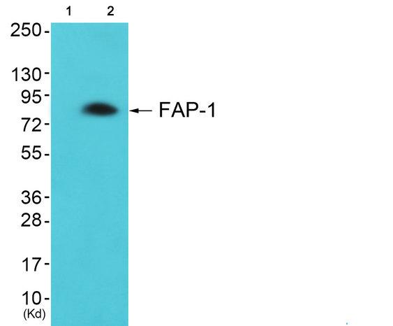 FAP-1 / PTPN13 Antibody - Western blot analysis of extracts from COLO cells, using FAP-1 antibody.
