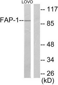 FAP-1 / PTPN13 Antibody - Western blot analysis of extracts from LOVO cells, using FAP-1 antibody.