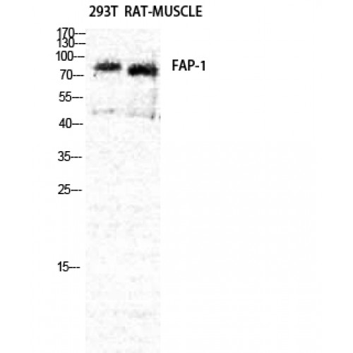 FAP Alpha Antibody - Western blot of Seprase antibody