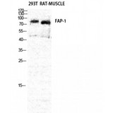 FAP Alpha Antibody - Western blot of Seprase antibody
