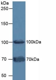 FAP Alpha Antibody - Western Blot; Sample: Mouse Testis Tissue.