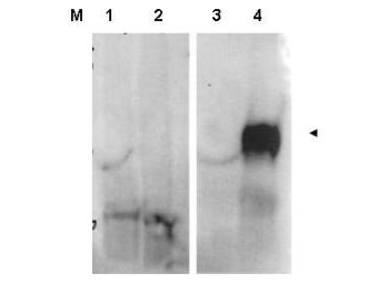FAP Alpha Antibody - Anti-FAP Antibody - Western Blot. Western blot of affinity purified anti-FAP antibody shows detection of FAP protein in whole cell lysates from FAP expressing HEK cells (lane 4) but not control HEK cells (lane 3). Specific band staining is blocked when the primary antibody is pre-incubated with immunizing peptide (lanes 1 and 2 respectively). The band at ~90 kD, indicated by the arrowhead, corresponds to the expected molecular weight of transfected FAP. Primary antibody was used at 1:1000. Personal communication, S. Kim, NCI, Bethesda, MD.