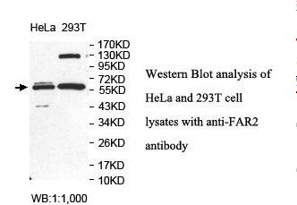 FAR2 Antibody