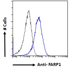 FARP1 / CDEP Antibody - Goat Anti-CDEP / FARP1 Antibody Flow cytometric analysis of paraformaldehyde fixed HepG2 cells (blue line), permeabilized with 0.5% Triton. Primary incubation 1hr (10ug/ml) followed by Alexa Fluor 488 secondary antibody (1ug/ml). IgG control: Unimmunized goat IgG (black line) followed by Alexa Fluor 488 secondary antibody.