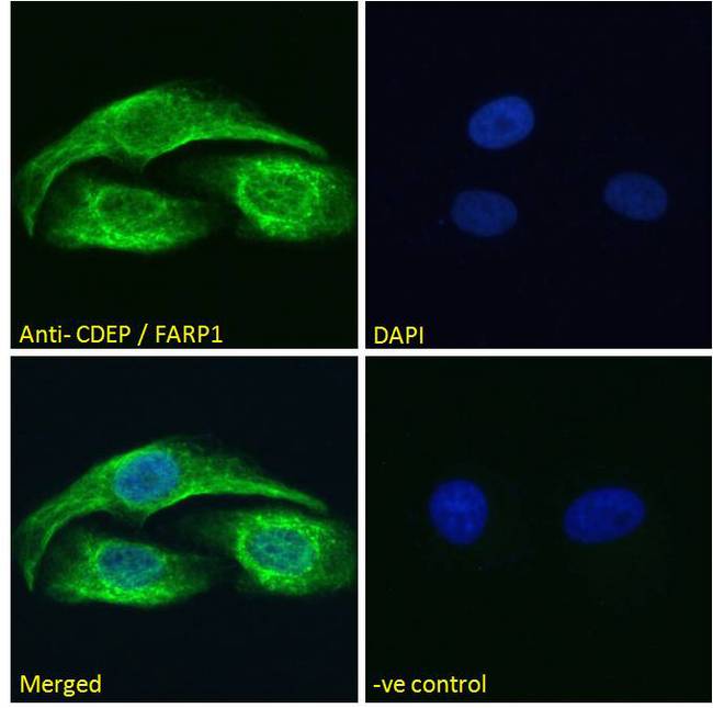 FARP1 / CDEP Antibody - Goat Anti-CDEP / FARP1 Antibody Immunofluorescence analysis of paraformaldehyde fixed U2OS cells, permeabilized with 0.15% Triton. Primary incubation 1hr (10ug/ml) followed by Alexa Fluor 488 secondary antibody (2ug/ml), showing cytoplasmic staining. The nuclear stain is DAPI (blue). Negative control: Unimmunized goat IgG (10ug/ml) followed by Alexa Fluor 488 secondary antibody (2ug/ml).