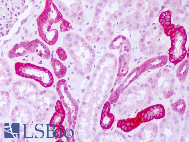FARSA Antibody - Anti-FARSA antibody IHC of human kidney. Immunohistochemistry of formalin-fixed, paraffin-embedded tissue after heat-induced antigen retrieval. Antibody dilution 5-10 ug/ml. This image was taken for the unconjugated form of this product. Other forms have not been tested.