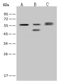 FARSA Antibody - Anti-FARSA rabbit polyclonal antibody at 1:500 dilution. Lane A: U-251 MG Whole Cell Lysate. Lane B: NIH-3T3 Whole Cell Lysate. Lane C: 293T Whole Cell Lysate. Lysates/proteins at 30 ug per lane. Secondary: Goat Anti-Rabbit IgG (H+L)/HRP at 1/10000 dilution. Developed using the ECL technique. Performed under reducing conditions. Predicted band size: 58 kDa. Observed band size: 58 kDa.