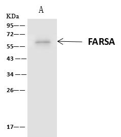 FARSA Antibody - FARSA was immunoprecipitated using: Lane A: 0.5 mg 293T Whole Cell Lysate. 4 uL anti-FARSA rabbit polyclonal antibody and 60 ug of Immunomagnetic beads Protein A/G. Primary antibody: Anti-FARSA rabbit polyclonal antibody, at 1:100 dilution. Secondary antibody: Clean-Blot IP Detection Reagent (HRP) at 1:1000 dilution. Developed using the ECL technique. Performed under reducing conditions. Predicted band size: 58 kDa. Observed band size: 58 kDa.