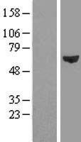 FARSA Protein - Western validation with an anti-DDK antibody * L: Control HEK293 lysate R: Over-expression lysate