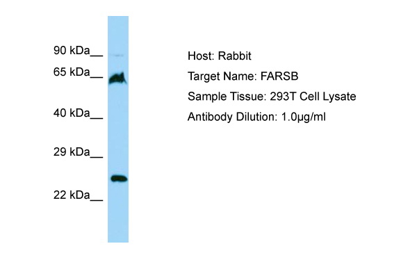 FARSB Antibody -  This image was taken for the unconjugated form of this product. Other forms have not been tested.