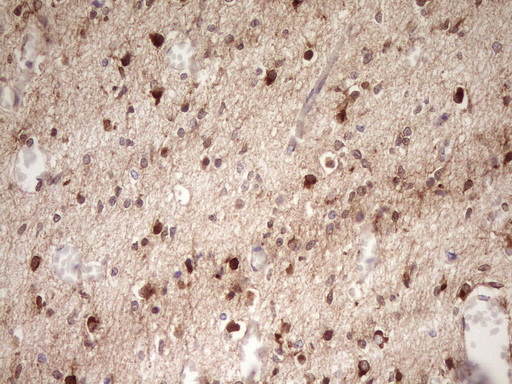 FARSB Antibody - Immunohistochemical staining of paraffin-embedded Human embryonic cerebellum using anti-FARSB mouse monoclonal antibody. (Heat-induced epitope retrieval by 1 mM EDTA in 10mM Tris, pH8.5, 120C for 3min,