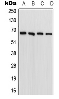 FARSB Antibody - Western blot analysis of FARSB expression in HeLa (A); PC3 (B); Raw264.7 (C); PC12 (D) whole cell lysates.