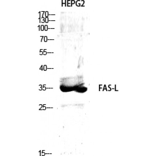 FASLG / Fas Ligand Antibody - Western blot of FAS-L antibody