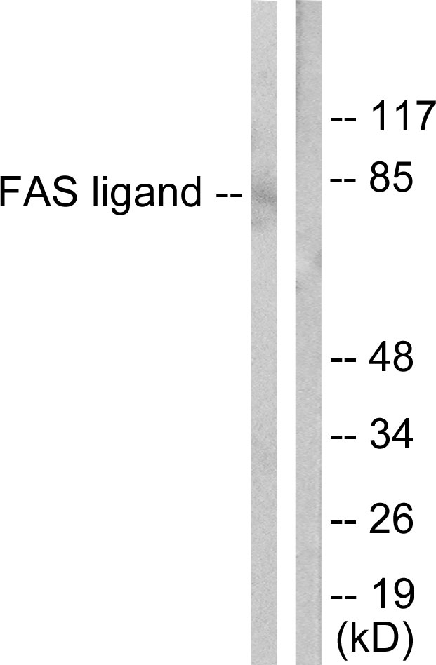 FASLG / Fas Ligand Antibody - Western blot analysis of lysates from 293 cells, using FAS ligand Antibody. The lane on the right is blocked with the synthesized peptide.