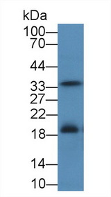 FASLG / Fas Ligand Antibody - Western Blot; Sample: Rat Testis lysate; Primary Ab: 5µg/ml Rabbit Anti-Simian FASL Antibody Second Ab: 0.2µg/mL HRP-Linked Caprine Anti-Rabbit IgG Polyclonal Antibody