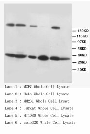 FASLG / Fas Ligand Antibody -  This image was taken for the unconjugated form of this product. Other forms have not been tested.