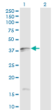 FASLG / Fas Ligand Antibody - Western Blot analysis of FASLG expression in transfected 293T cell line by FASLG monoclonal antibody (M02), clone 2G9-G8.Lane 1: FASLG transfected lysate (Predicted MW: 31.5 KDa).Lane 2: Non-transfected lysate.