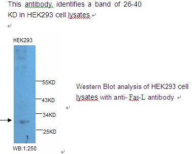FASLG / Fas Ligand Antibody