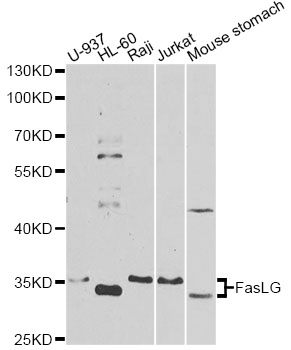 FASLG / Fas Ligand Antibody - Western blot analysis of extracts of various cell lines, using FASLG antibody at 1:1000 dilution. The secondary antibody used was an HRP Goat Anti-Rabbit IgG (H+L) at 1:10000 dilution. Lysates were loaded 25ug per lane and 3% nonfat dry milk in TBST was used for blocking. An ECL Kit was used for detection and the exposure time was 90s.