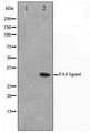 FASLG / Fas Ligand Antibody - Western blot of 293 cell lysate using FASL Antibody