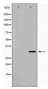 FASLG / Fas Ligand Antibody - Western blot of FAS ligand expression in 293 cell extract
