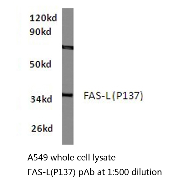 FASLG / Fas Ligand Antibody - Western blot of FAS ligand/TNFL6 (P137) pAb in extracts from A549 cells.