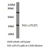 FASLG / Fas Ligand Antibody - Western blot of FAS ligand/TNFL6 (P137) pAb in extracts from A549 cells.