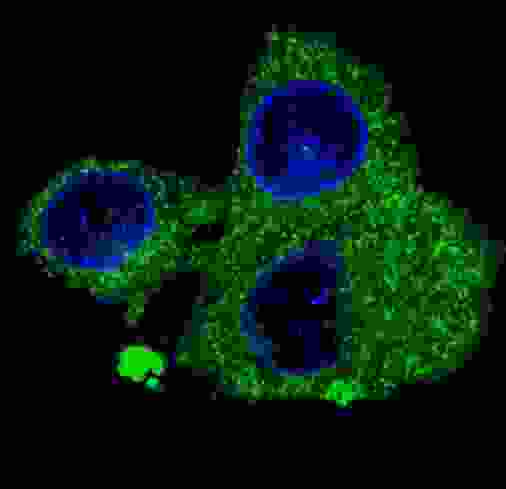 FASN / Fatty Acid Synthase Antibody - Fluorescent confocal image of HepG2 cells stained with FASN antibody. HepG2 cells were fixed with 4% PFA (20 min), permeabilized with Triton X-100 (0.2%, 30 min). Cells were then incubated FASN primary antibody (1:200, 2 h at room temperature). For secondary antibody, Alexa Fluor 488 conjugated donkey anti-mouse antibody (green) was used (1:1000, 1h). Nuclei were counterstained with Hoechst 33342 (blue) (10 ug/ml, 5 min). Note the highly specific localization of the FASN immunosignal to the cytoplasm, supported by Human Protein Atlas Data (http://www.proteinatlas.org/ENSG00000169710).