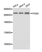 FASN / Fatty Acid Synthase Antibody - Western blot of FASN pAb in extracts from Hela, Molt-4 and 293T cells.