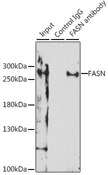 FASN / Fatty Acid Synthase Antibody - Immunoprecipitation analysis of 200ug extracts of H460 cells, using 3 ug FASN antibody. Western blot was performed from the immunoprecipitate using FASN antibody at a dilition of 1:1000.