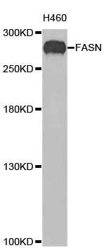 FASN / Fatty Acid Synthase Antibody - Western blot analysis of extracts of H460 cells, using FASN antibody at 1:200 dilution. The secondary antibody used was an HRP Goat Anti-Rabbit IgG (H+L) at 1:10000 dilution. Lysates were loaded 25ug per lane and 3% nonfat dry milk in TBST was used for blocking. An ECL Kit was used for detection and the exposure time was 90s.