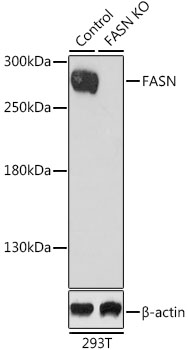 FASN / Fatty Acid Synthase Antibody - Western blot analysis of extracts from normal (control) and FASN knockout (KO) 293T cells, using FASN antibody at 1:1000 dilution. The secondary antibody used was an HRP Goat Anti-Rabbit IgG (H+L) at 1:10000 dilution. Lysates were loaded 25ug per lane and 3% nonfat dry milk in TBST was used for blocking. An ECL Kit was used for detection and the exposure time was 90s.