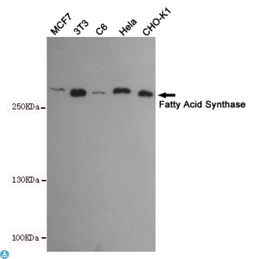 FASN / Fatty Acid Synthase Antibody - Western blot detection of Fatty Acid Synthase in Hela, C6, 3T3, CHO-K1 and MCF7 cell lysates using Fatty Acid Synthase mouse mAb (dilution 1:500). Predicted band size: 273kDa. Observed band size: 273kDa.