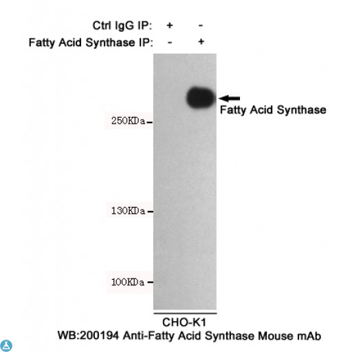 FASN / Fatty Acid Synthase Antibody - Immunoprecipitation analysis of CHO-K1 cell lysates using Fatty Acid Synthase mouse mAb.