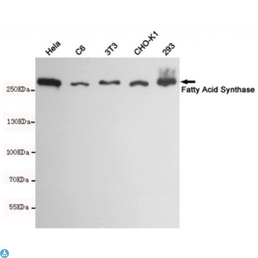 FASN / Fatty Acid Synthase Antibody - Western blot detection of Fatty Acid Synthase in Hela, C6, 3T3, CHO-K1 and 293 cell lysates using Fatty Acid Synthase mouse mAb (dilution 1:1000). Predicted band size: 273kDa. Observed band size: 273kDa.