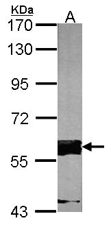 FASTK / FAST Antibody - Sample (30 ug of whole cell lysate). A: NIH-3T3. 7.5% SDS PAGE. FASTK / FAST antibody diluted at 1:1000.