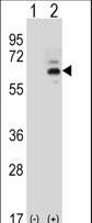 FASTK / FAST Antibody - Western blot of FASTK (arrow) using rabbit polyclonal FASTK Antibody. 293 cell lysates (2 ug/lane) either nontransfected (Lane 1) or transiently transfected (Lane 2) with the FASTK gene.