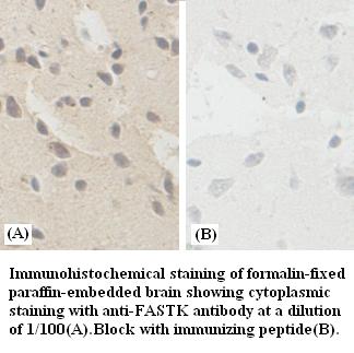 FASTK / FAST Antibody