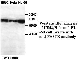 FASTK / FAST Antibody