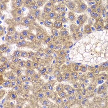 FASTK / FAST Antibody - Immunohistochemistry of paraffin-embedded rat liver tissue.