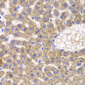 FASTK / FAST Antibody - Immunohistochemistry of paraffin-embedded rat liver tissue.
