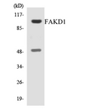 FASTKD1 Antibody - Western blot analysis of the lysates from HT-29 cells using FAKD1 antibody.