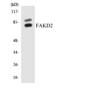 FASTKD2 Antibody - Western blot analysis of the lysates from COLO205 cells using FAKD2 antibody.