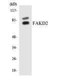 FASTKD2 Antibody - Western blot analysis of the lysates from COLO205 cells using FAKD2 antibody.