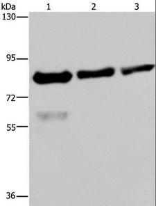 FASTKD2 Antibody - Western blot analysis of HeLa, LoVo and HepG2 cell, using FASTKD2 Polyclonal Antibody at dilution of 1:500.