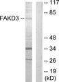 FASTKD3 Antibody - Western blot analysis of lysates from HepG2 cells, using FAKD3 Antibody. The lane on the right is blocked with the synthesized peptide.