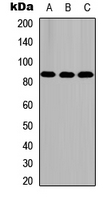 FASTKD5 Antibody - Western blot analysis of FASTKD5 expression in HEK293T (A); NS-1 (B); PC12 (C) whole cell lysates.